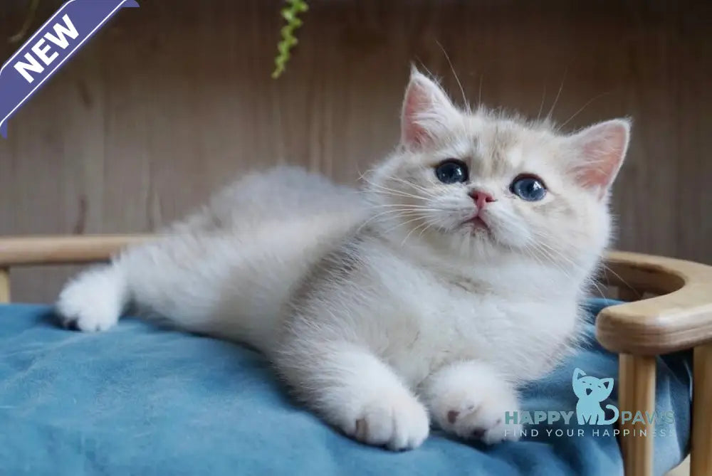 Yara British Shorthair female blue golden chinchilla live animals