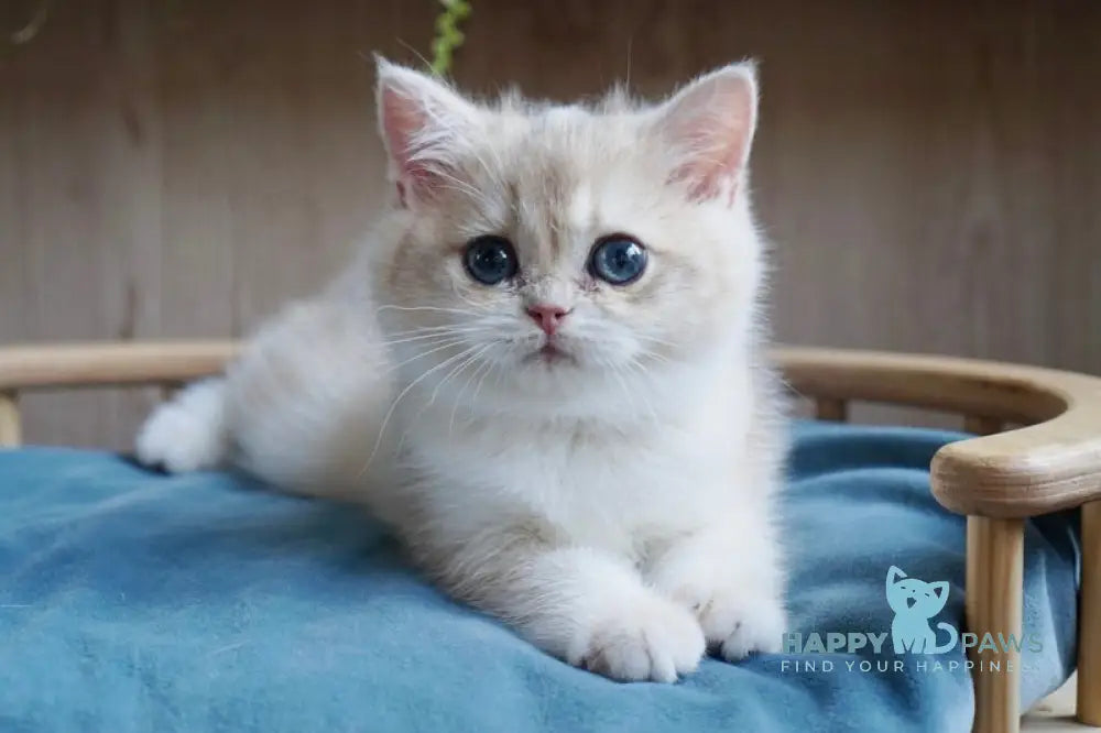 Yara British Shorthair female blue golden chinchilla live animals