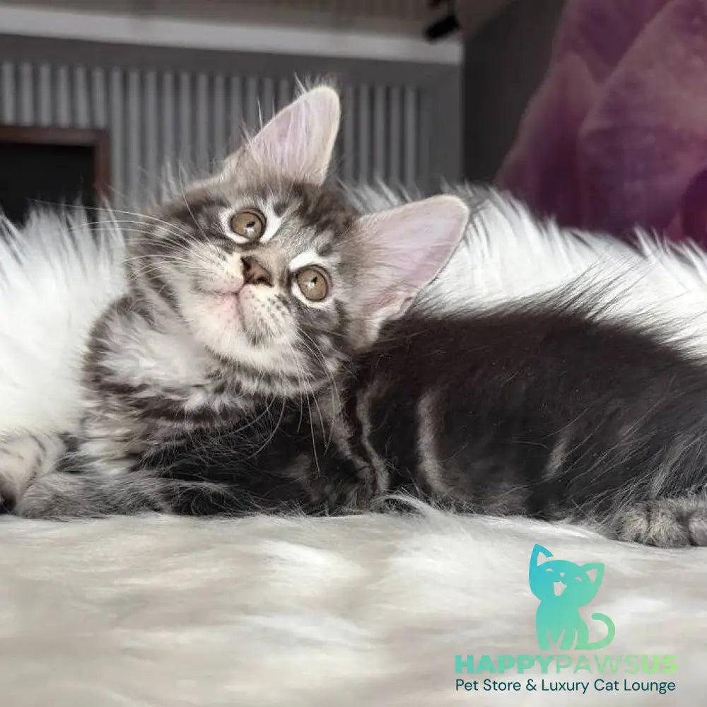 Yara Maine Coon female black silver tabby - live animals