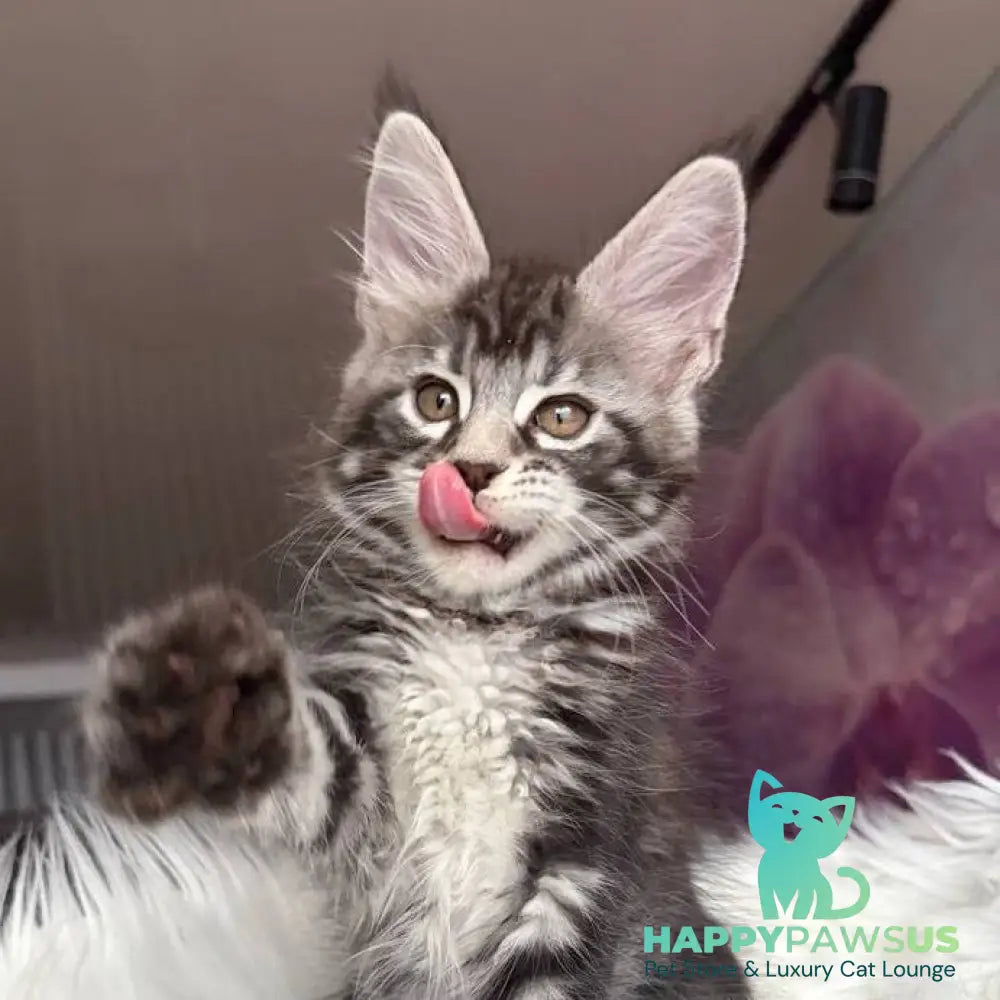 Yara Maine Coon female black silver tabby - live animals