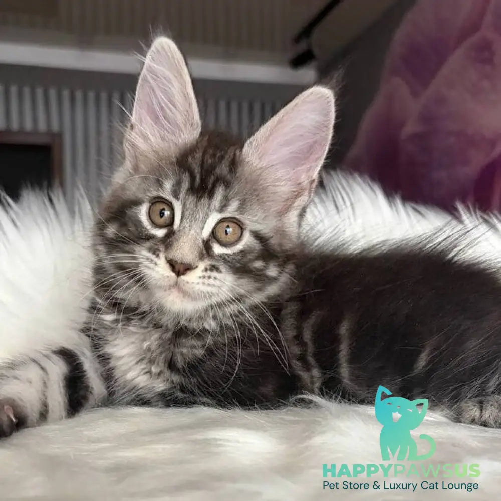 Yara Maine Coon female black silver tabby - live animals