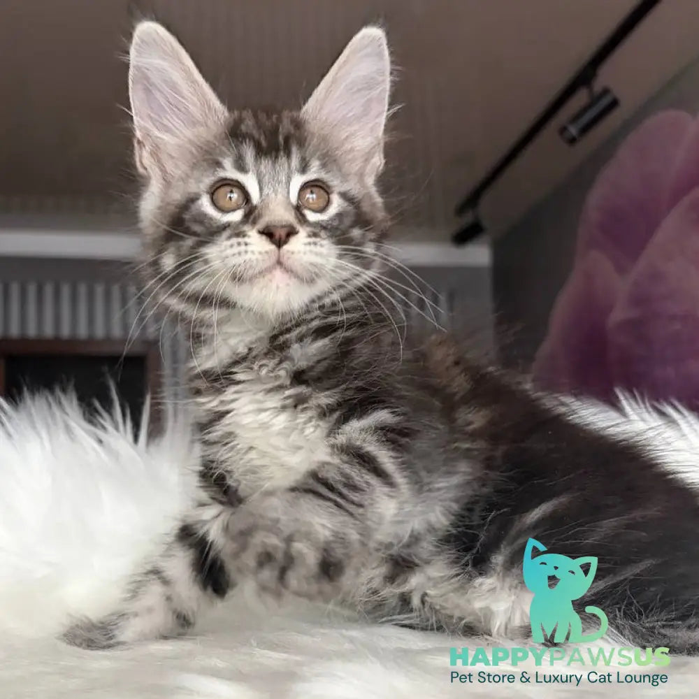 Yara Maine Coon female black silver tabby - live animals