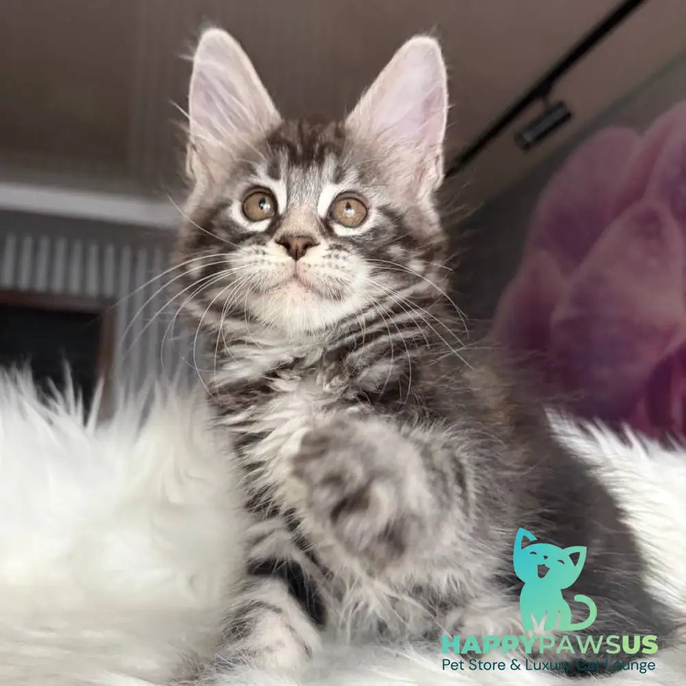 Yara Maine Coon female black silver tabby - live animals