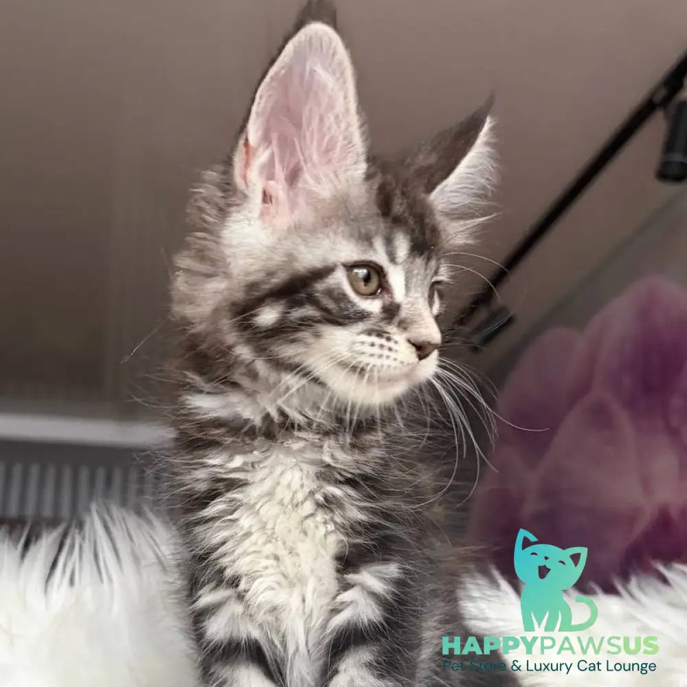 Yara Maine Coon female black silver tabby - live animals