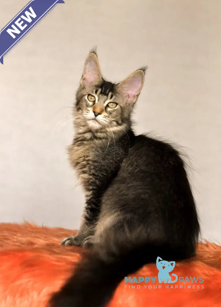 Yara Maine Coon female black ticked tabby live animals