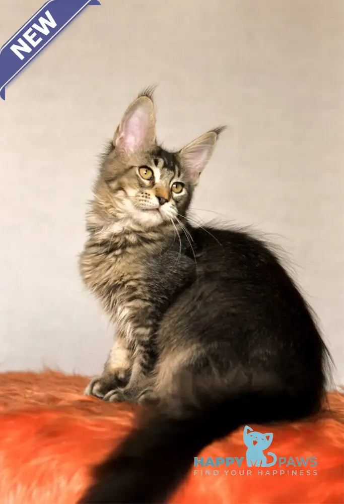 Yara Maine Coon female black ticked tabby live animals