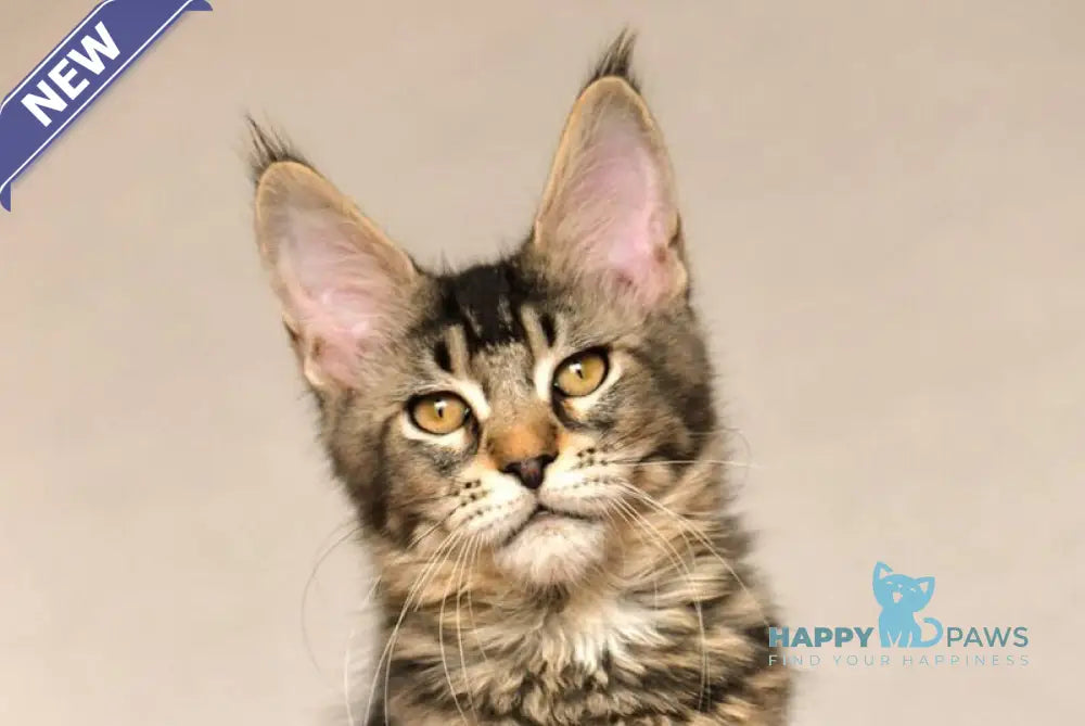 Yara Maine Coon female black ticked tabby live animals