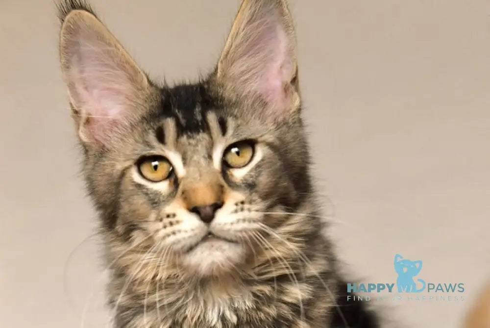 Yara Maine Coon female black ticked tabby live animals