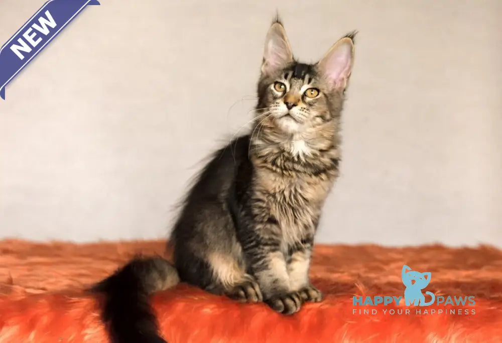 Yara Maine Coon female black ticked tabby live animals