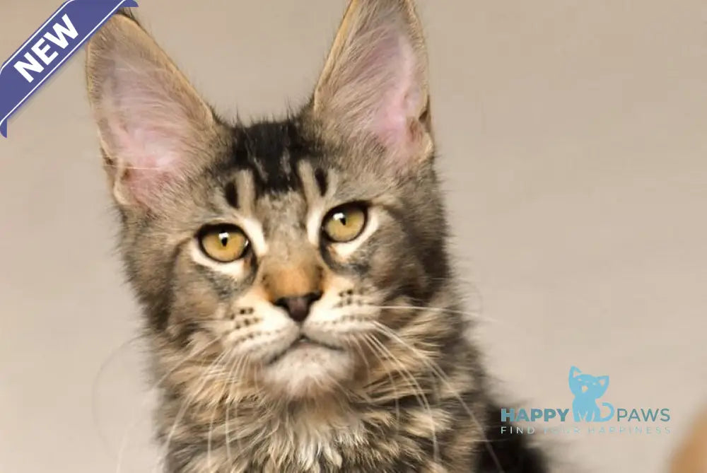 Yara Maine Coon female black ticked tabby live animals