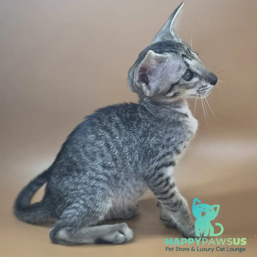 Yara Oriental Shorthair female black spotted tabby - live animals