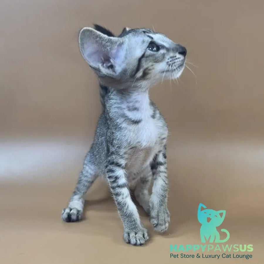 Yara Oriental Shorthair female black spotted tabby - live animals