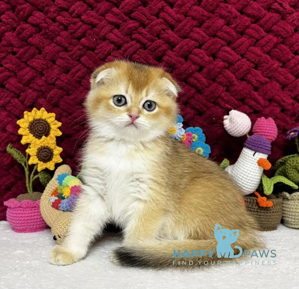 Yara Scottish Fold female black golden shaded live animals