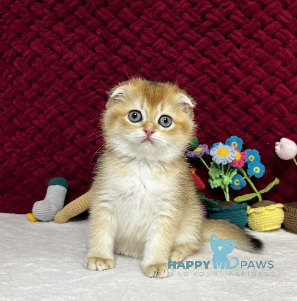 Yara Scottish Fold female black golden shaded live animals