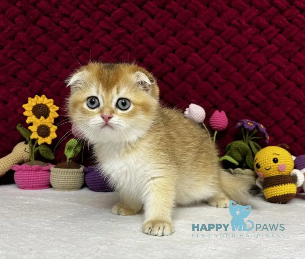 Yara Scottish Fold female black golden shaded live animals