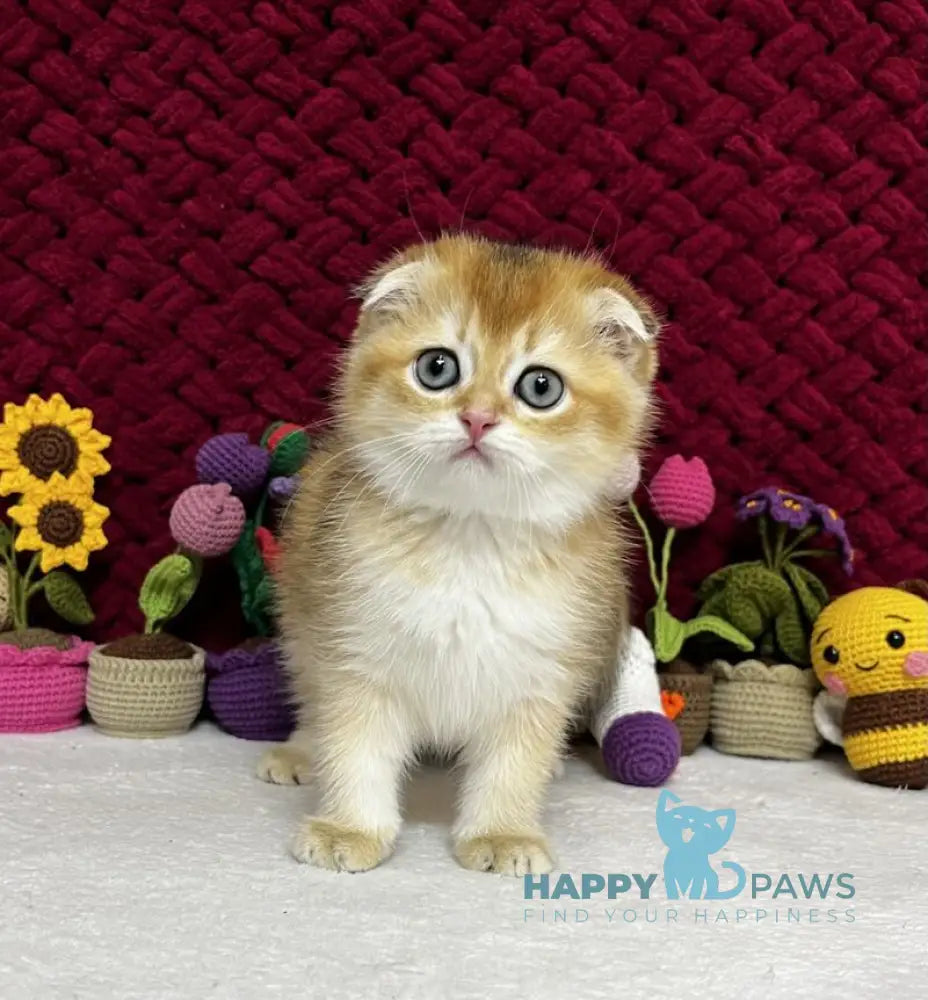 Yara Scottish Fold female black golden shaded live animals