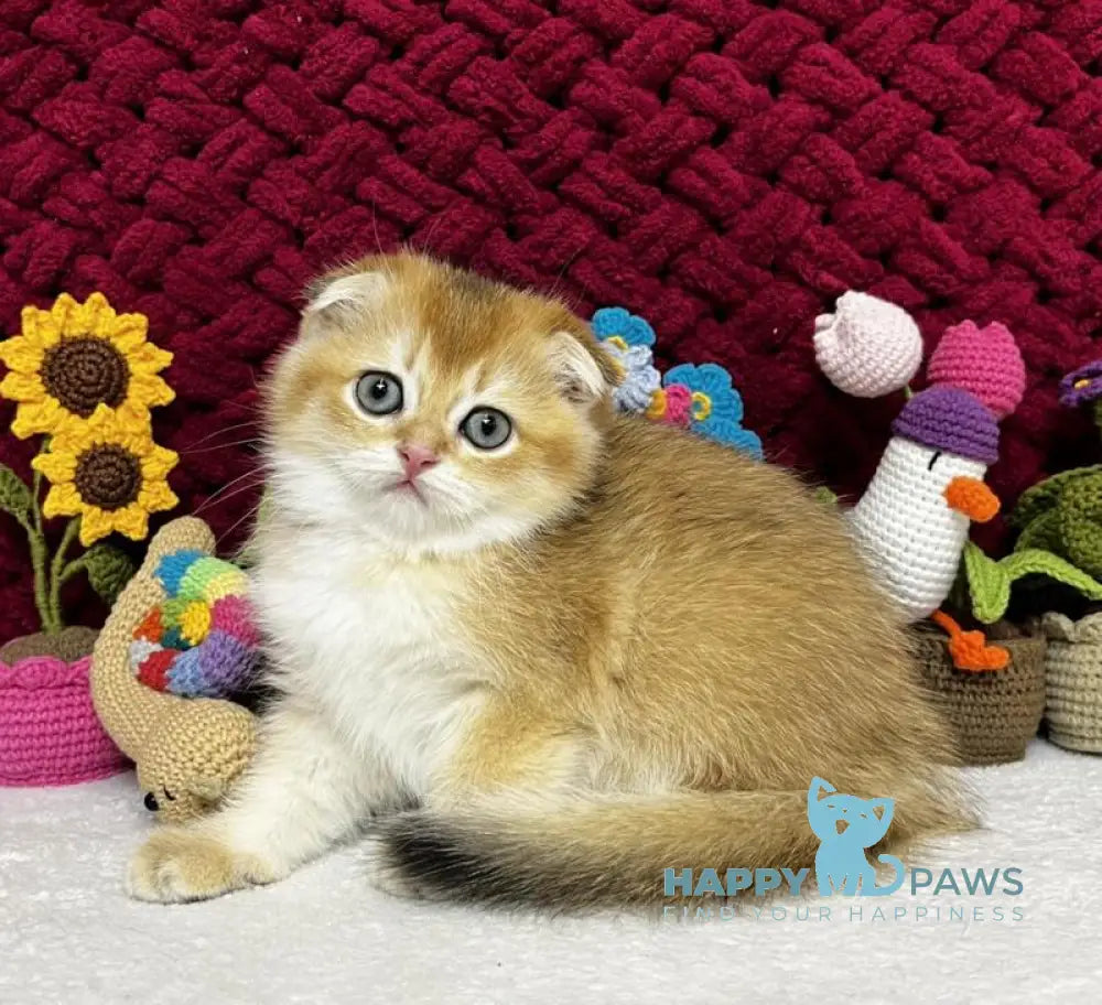 Yara Scottish Fold female black golden shaded live animals