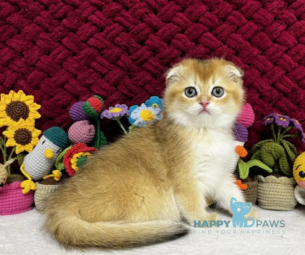 Yara Scottish Fold female black golden shaded live animals