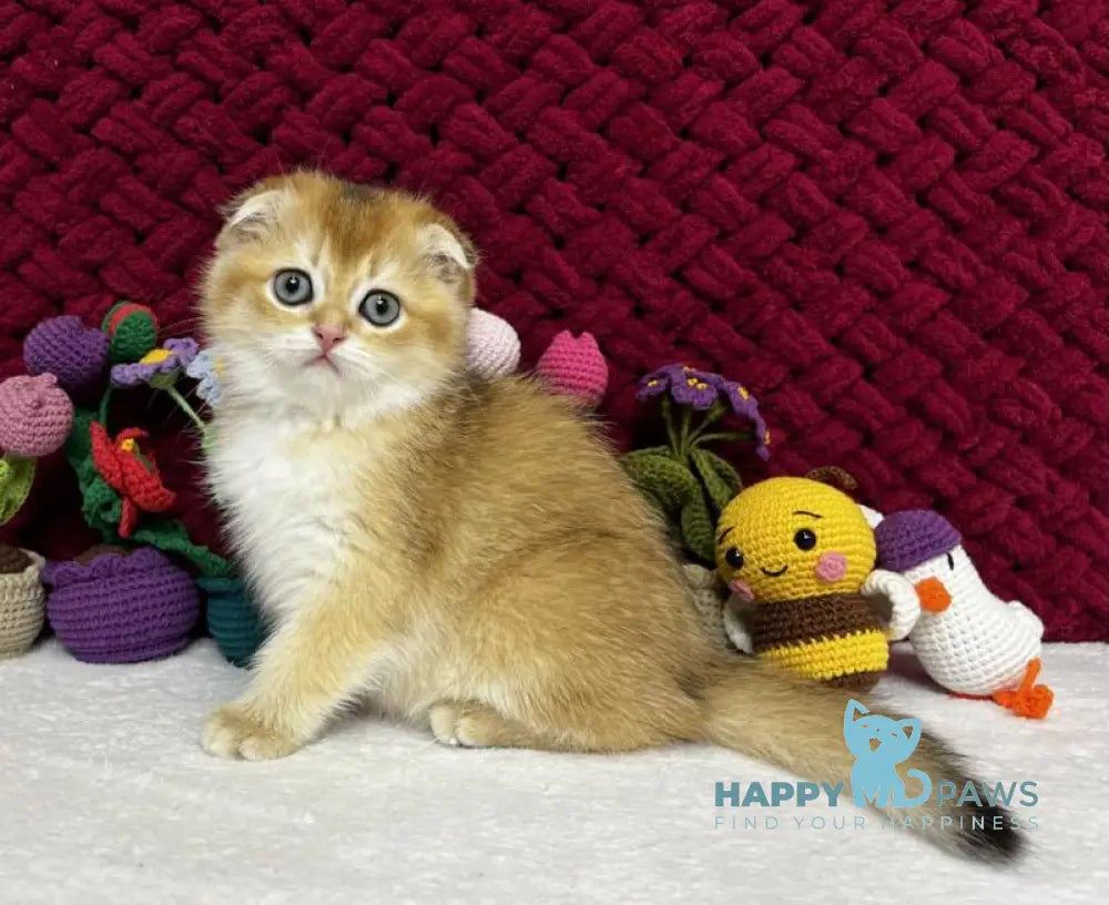 Yara Scottish Fold female black golden shaded live animals