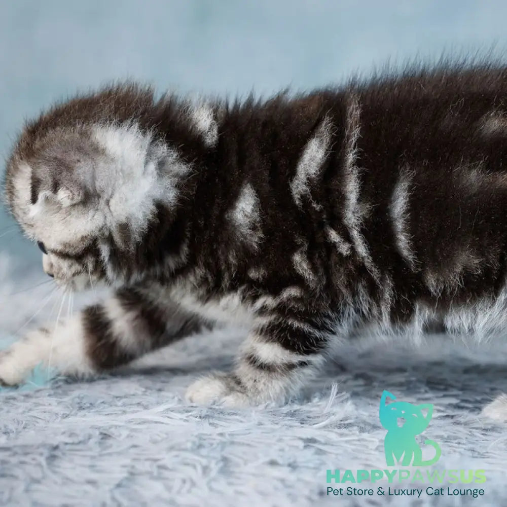 Yara Scottish Fold female black silver tabby - live animals