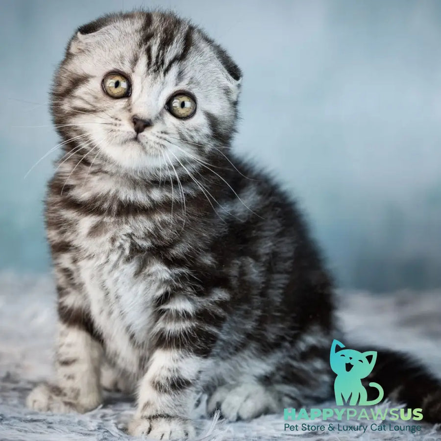 Yara Scottish Fold female black silver tabby - live animals