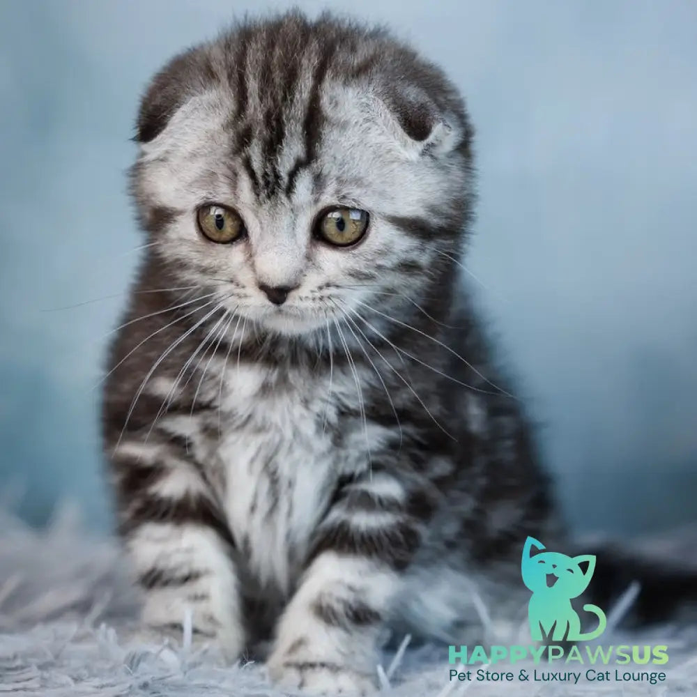 Yara Scottish Fold female black silver tabby - live animals