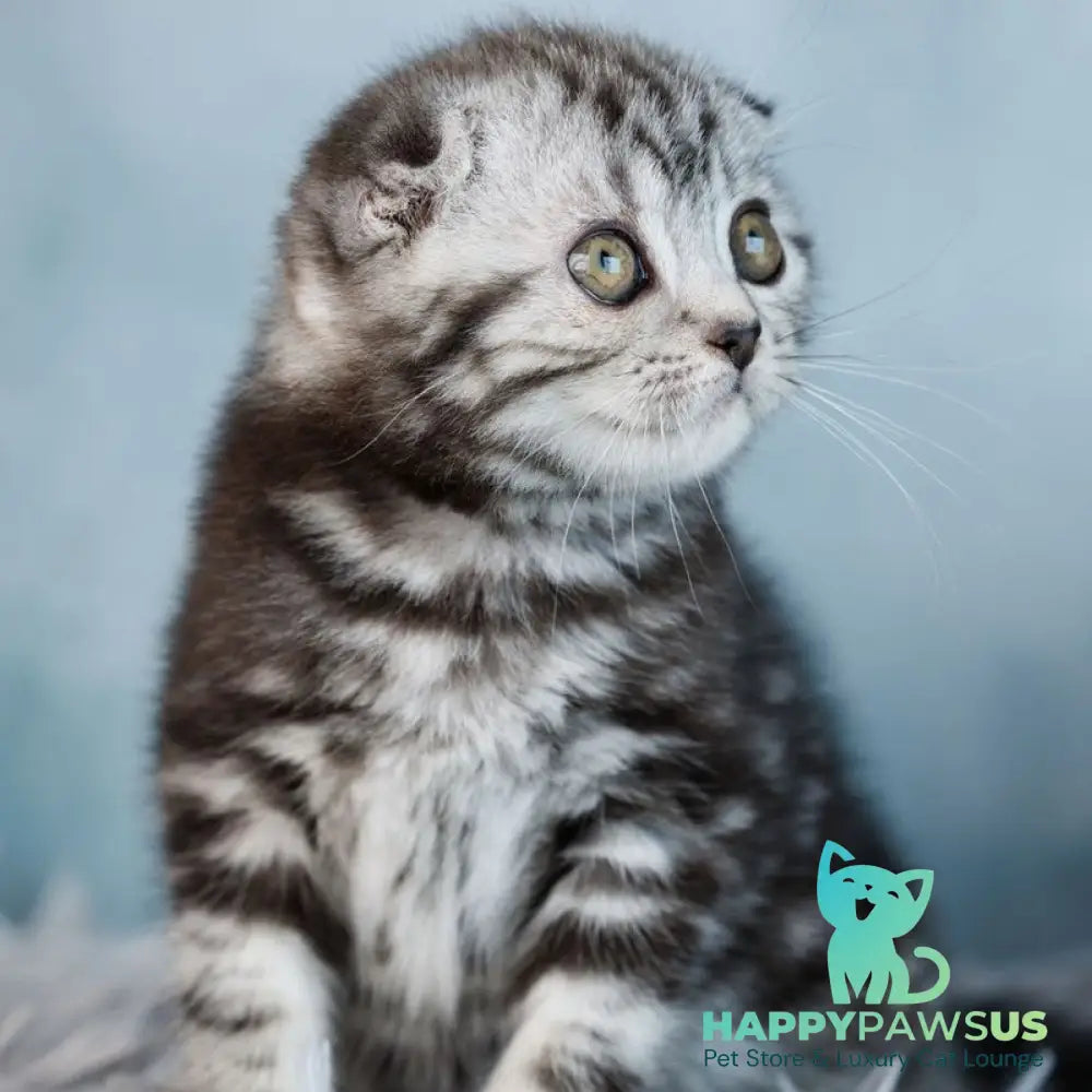 Yara Scottish Fold female black silver tabby - live animals