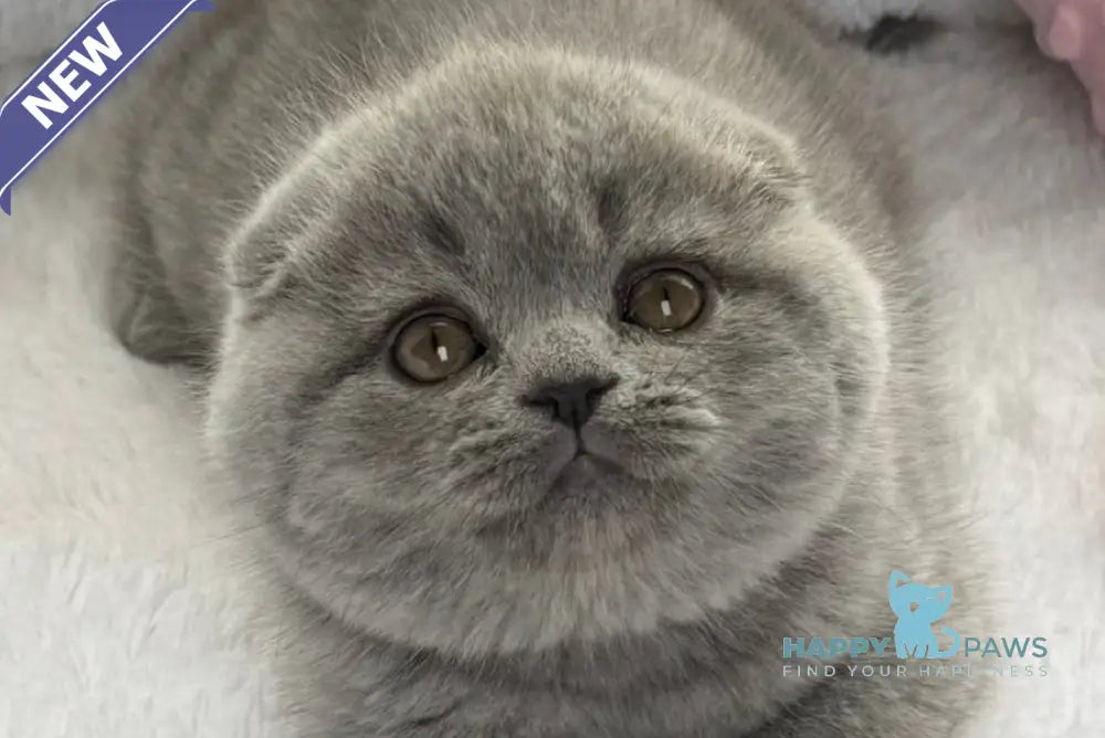 Yara Scottish Fold female blue live animals