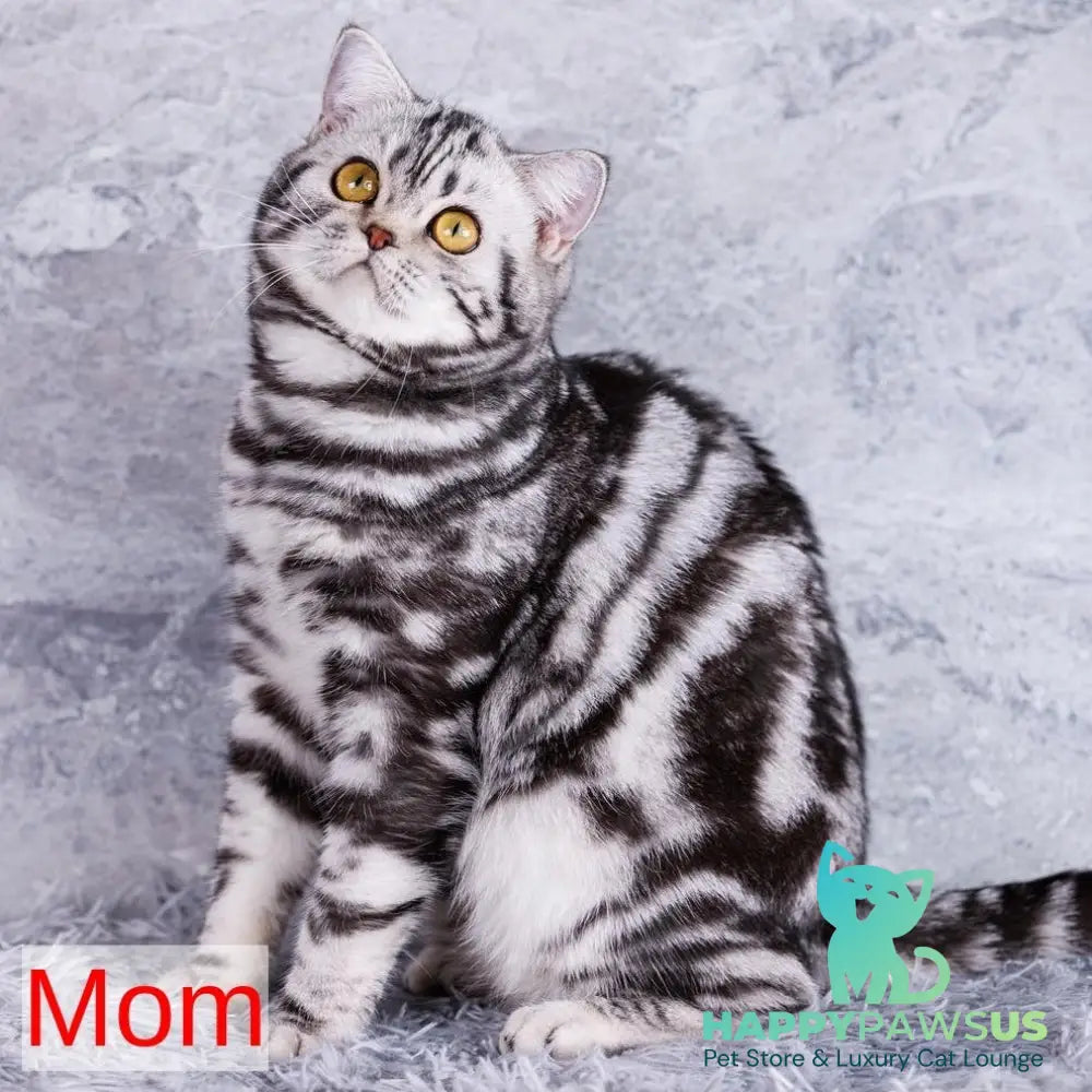 Yara Scottish Straight female black silver tabby - live animals