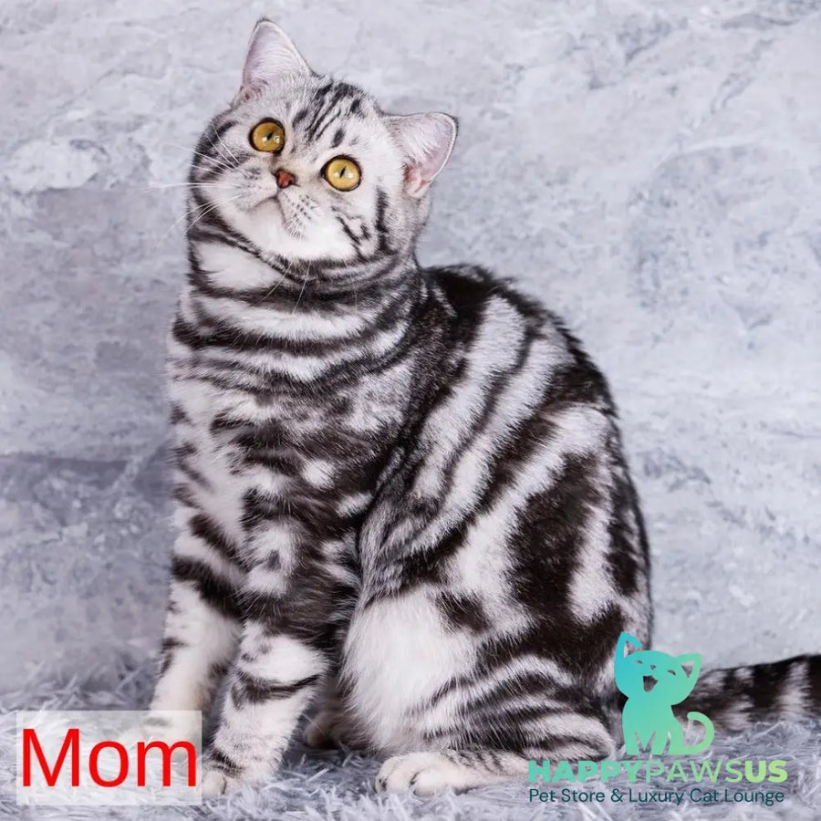 Yara Scottish Straight female black silver tabby - live animals