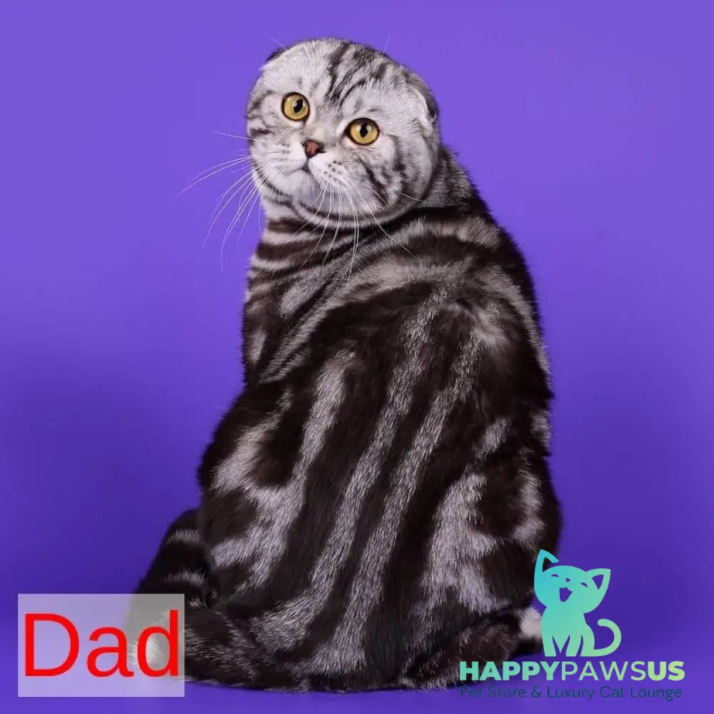 Yara Scottish Straight female black silver tabby - live animals