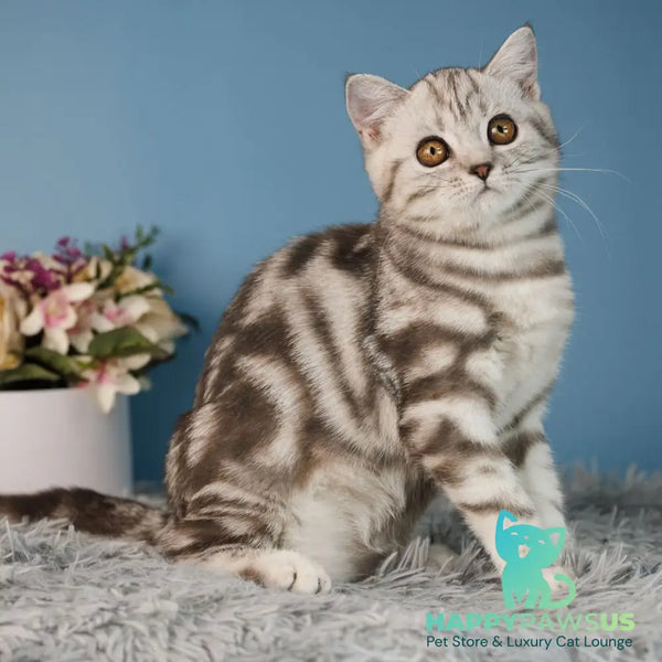 Yara Scottish Straight female black silver tabby - live animals