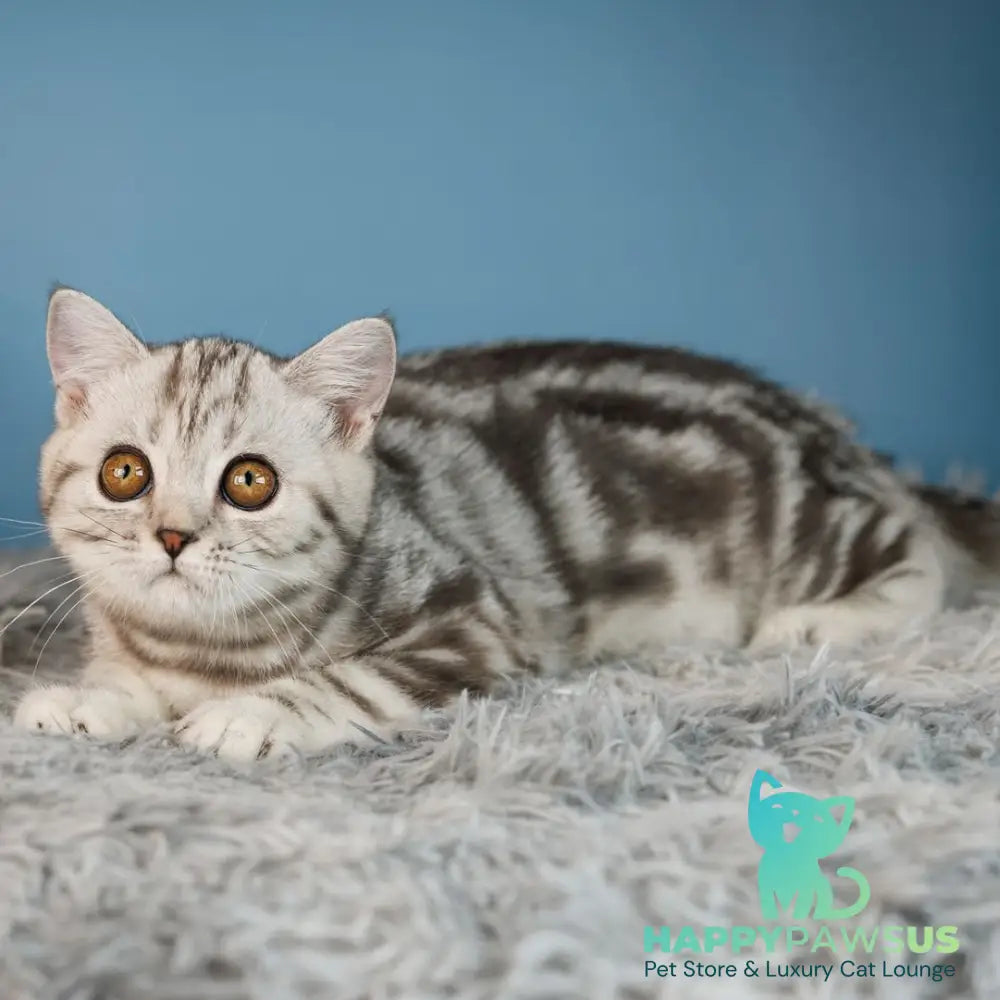 Yara Scottish Straight female black silver tabby - live animals