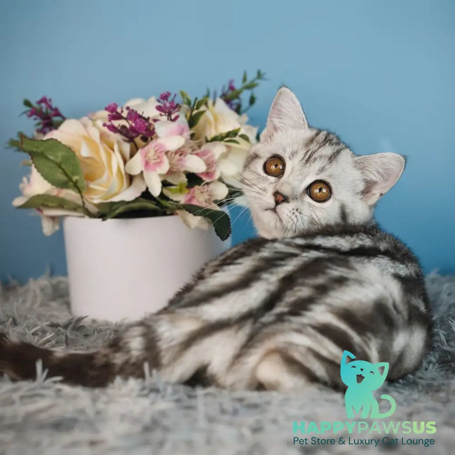 Yara Scottish Straight female black silver tabby - live animals