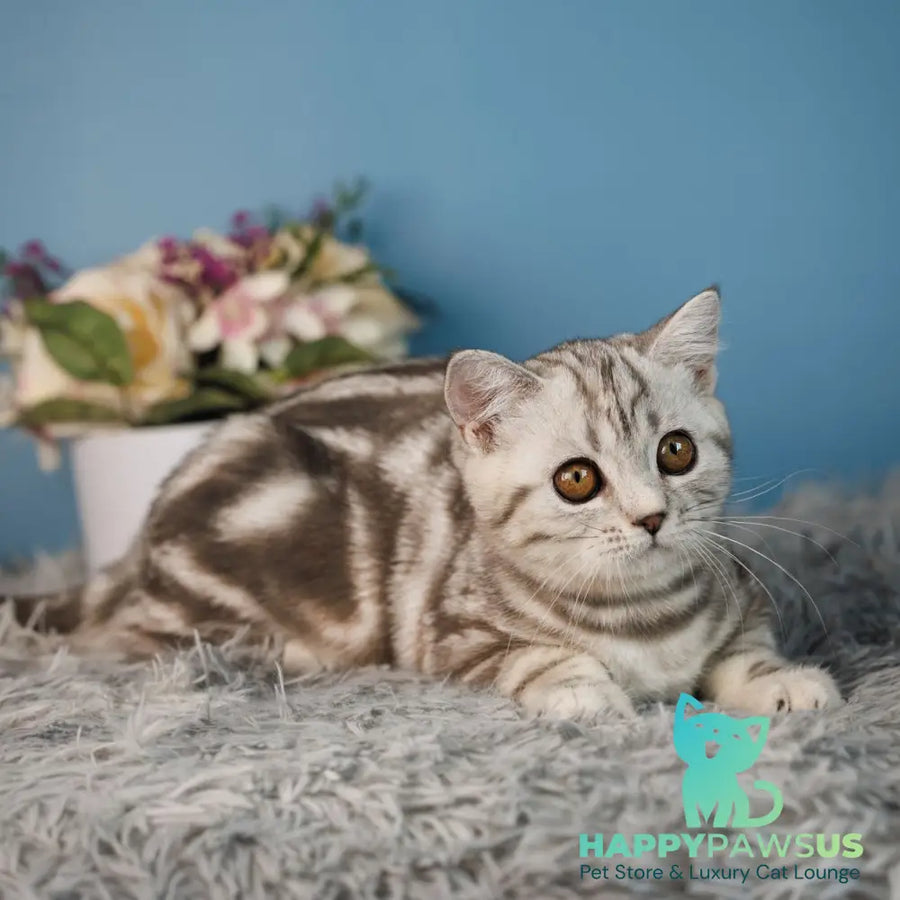 Yara Scottish Straight female black silver tabby - live animals
