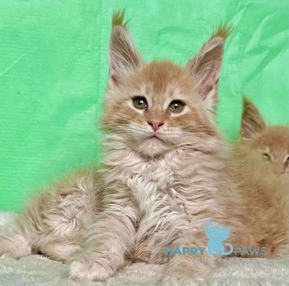 Yard Maine Coon male cream silver tabby live animals