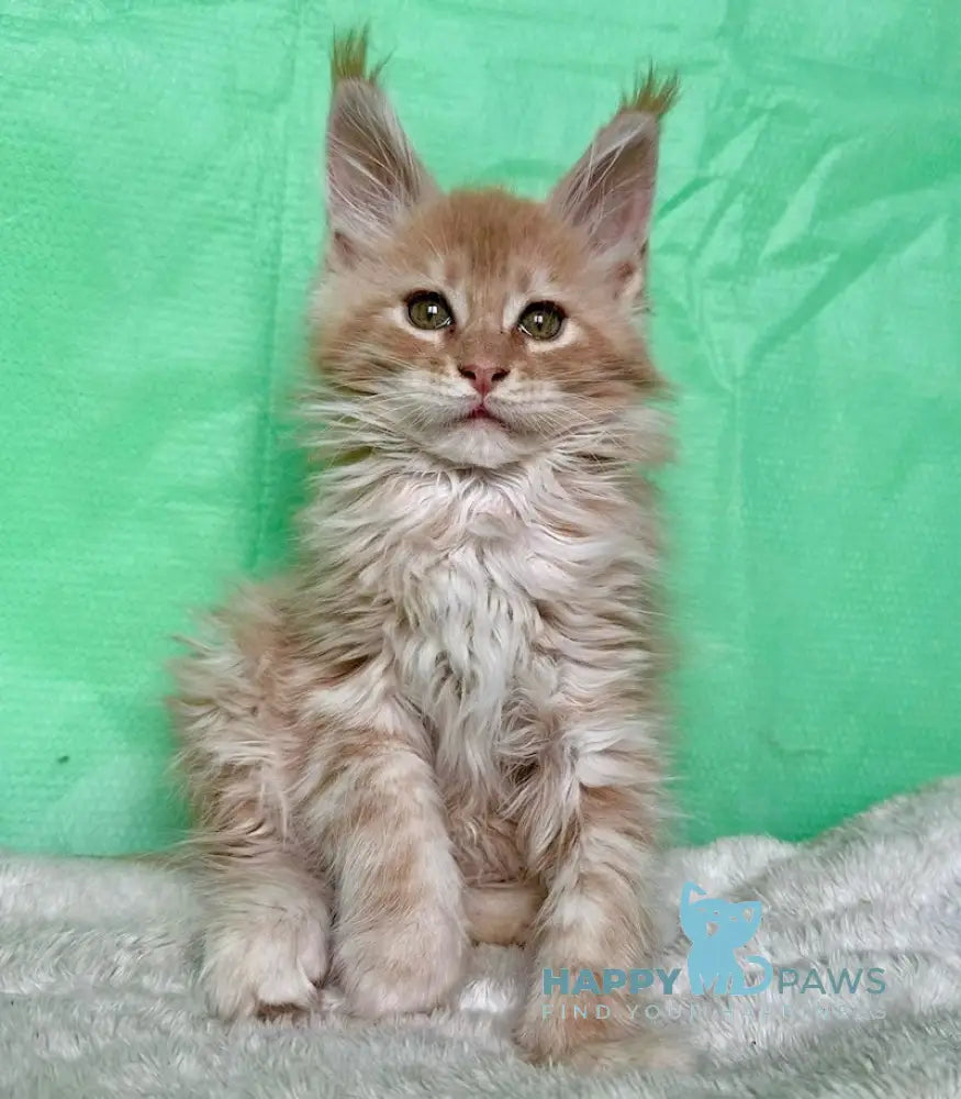 Yard Maine Coon male cream silver tabby live animals