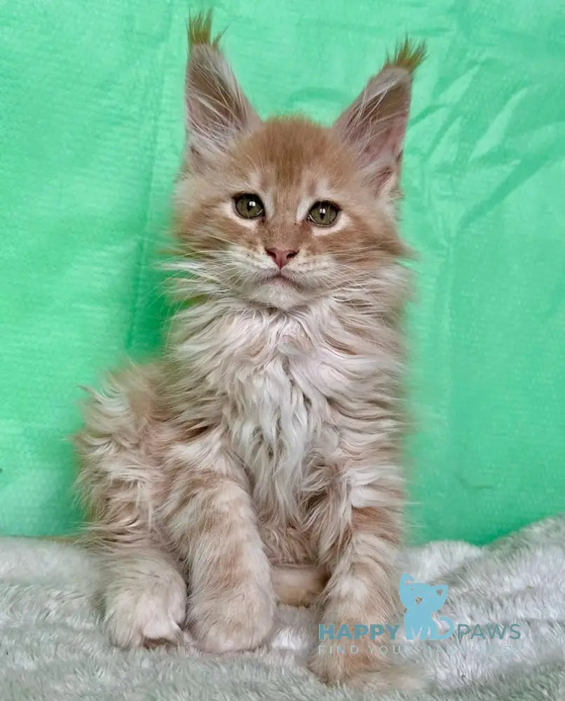 Yard Maine Coon male cream silver tabby live animals