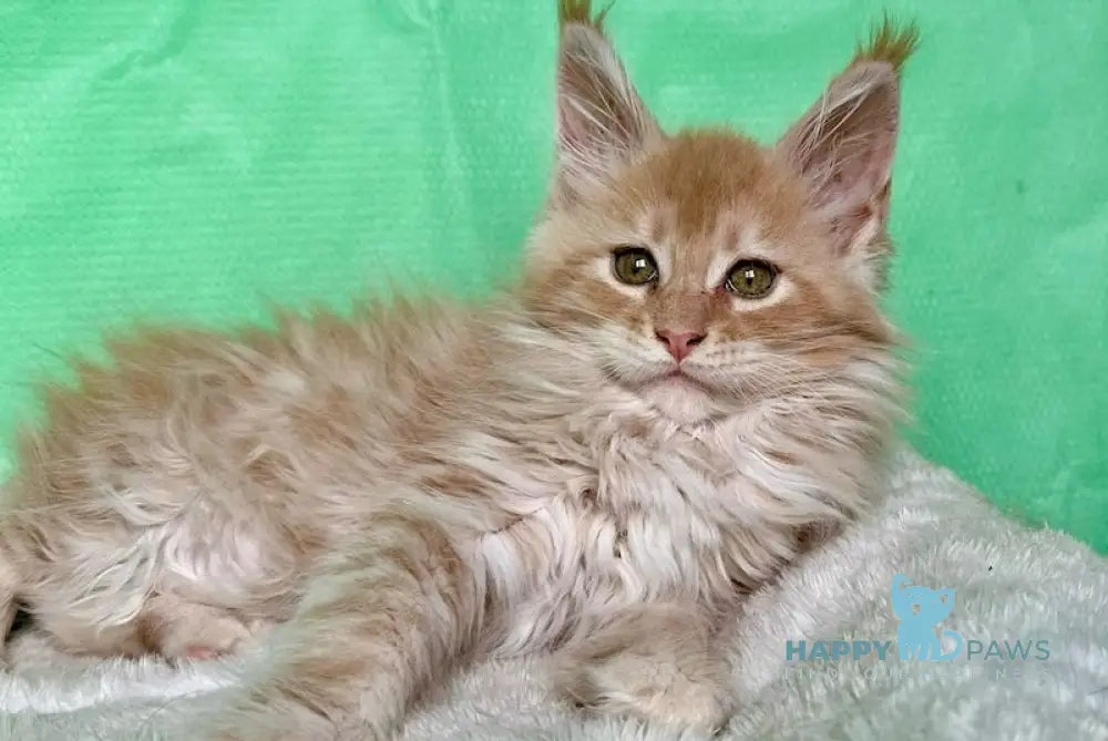Yard Maine Coon male cream silver tabby live animals