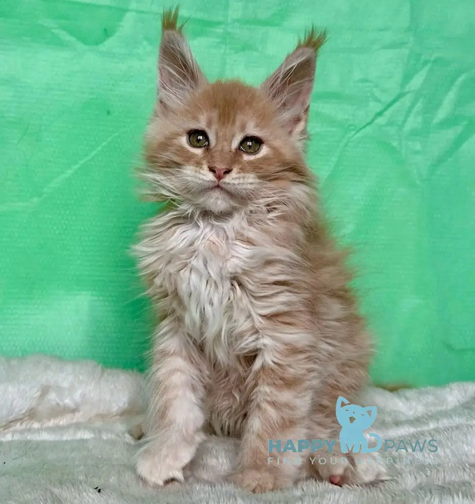 Yard Maine Coon male cream silver tabby live animals