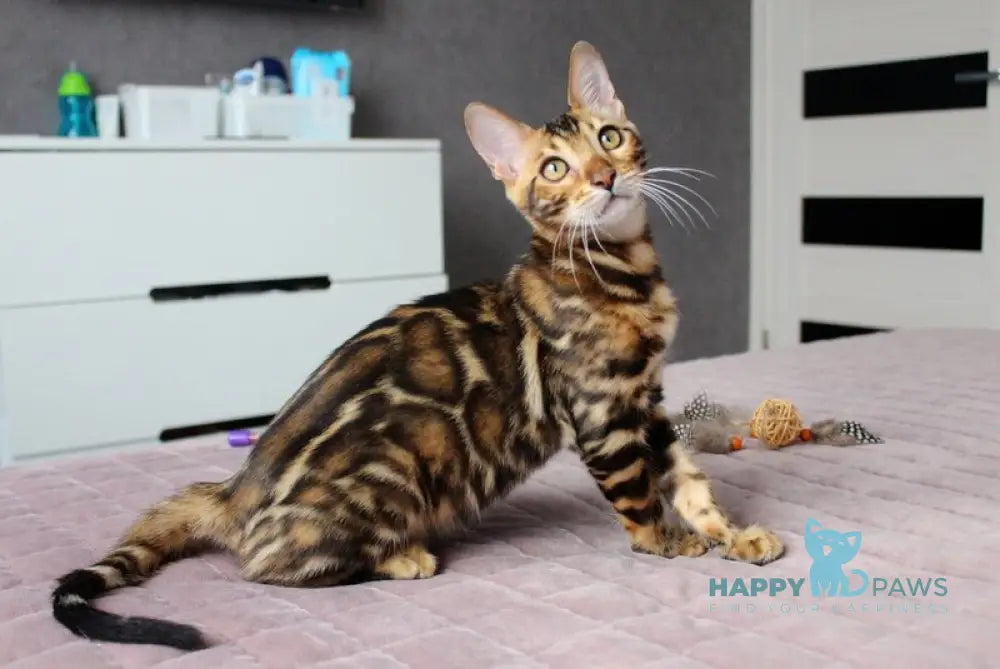 Yarik Bengal male black spotted tabby live animals