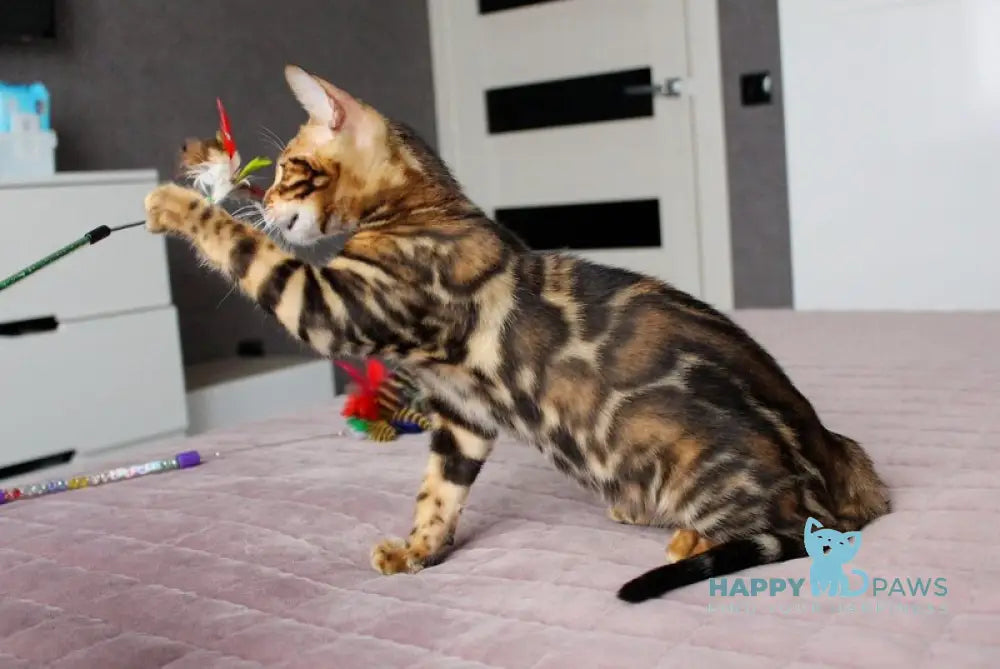 Yarik Bengal male black spotted tabby live animals