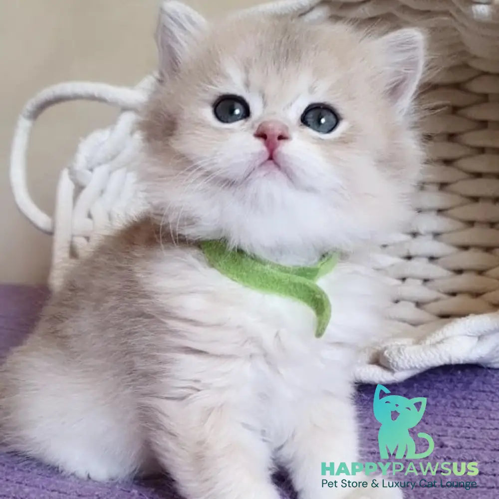Yarik British Longhair male blue golden chinchilla - live animals