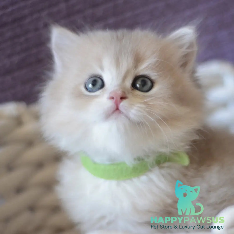 Yarik British Longhair male blue golden chinchilla - live animals