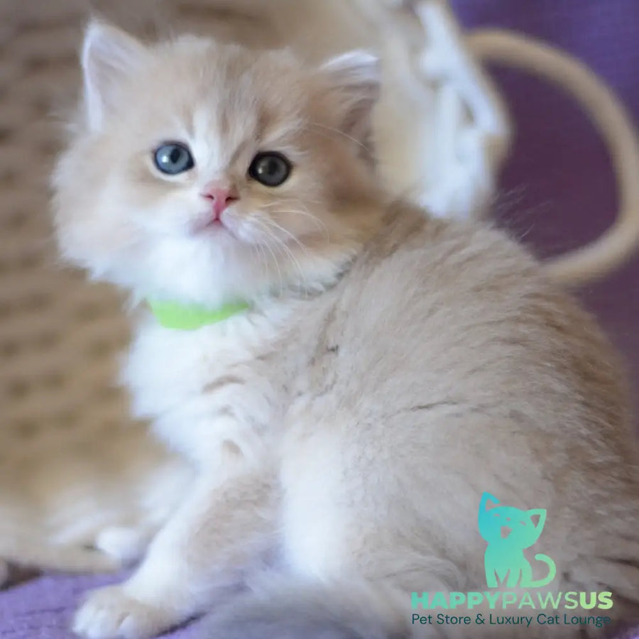 Yarik British Longhair male blue golden chinchilla - live animals