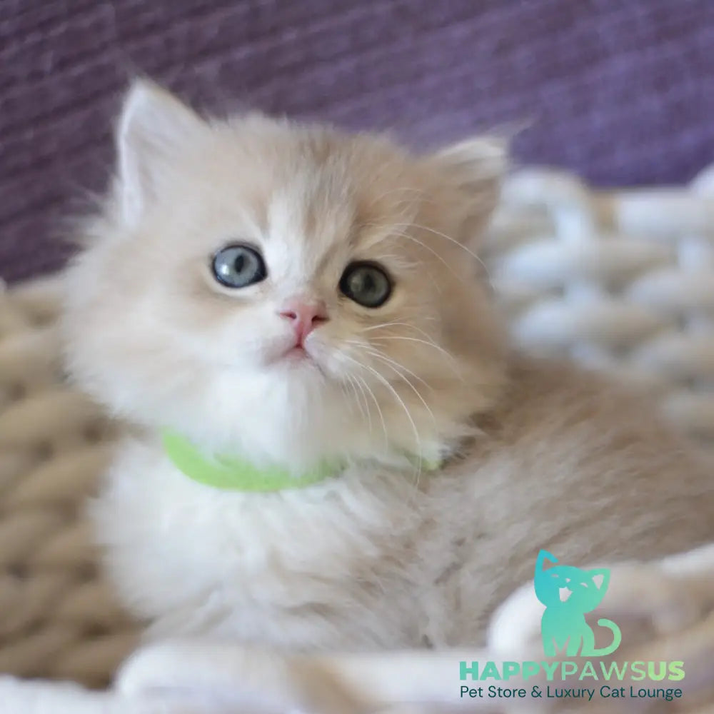 Yarik British Longhair male blue golden chinchilla - live animals