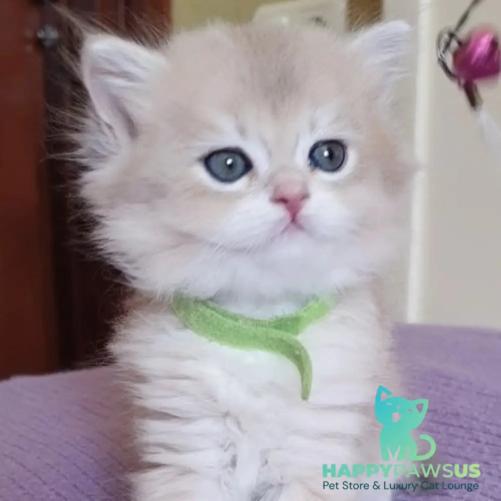 Yarik British Longhair male blue golden chinchilla - live animals