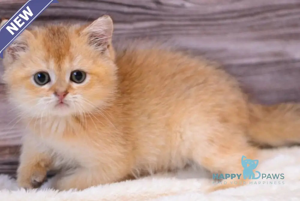 Yarik British Shorthair male chocolate golden shaded live animals