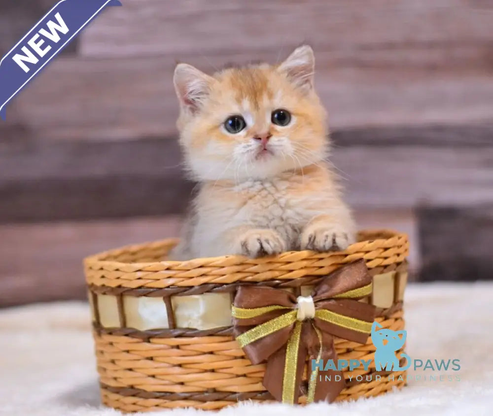 Yarik British Shorthair male chocolate golden shaded live animals