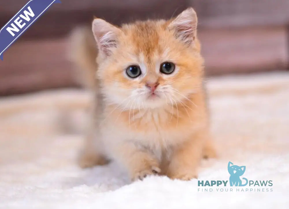 Yarik British Shorthair male chocolate golden shaded live animals